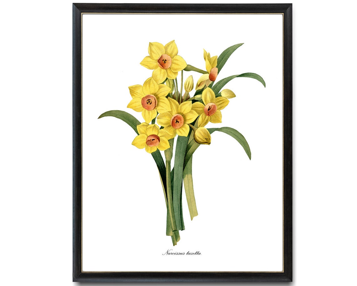 Yellow Daffodil Narcissus Tazetta Spring Flower Bouquet Poster