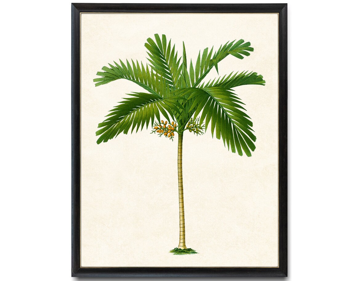 Areca Palm Vintage Illustration Art Print - Image 4