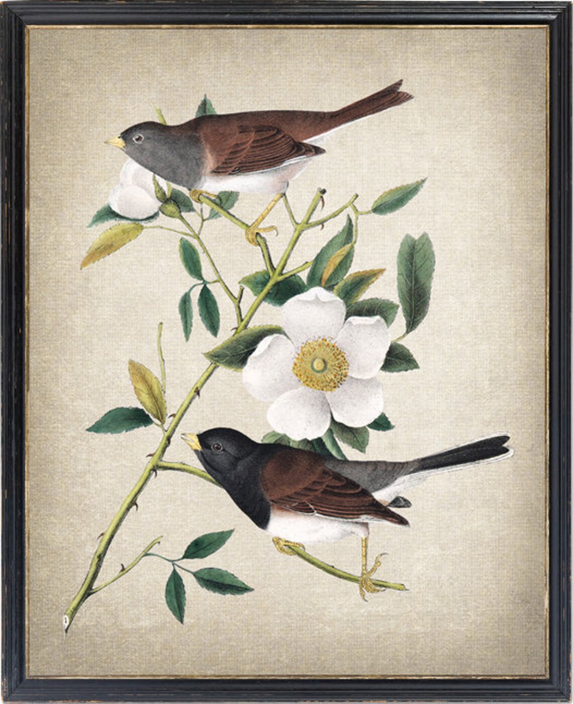 Audubon Bird Art Oregon Snow Birds Vintage Art Print