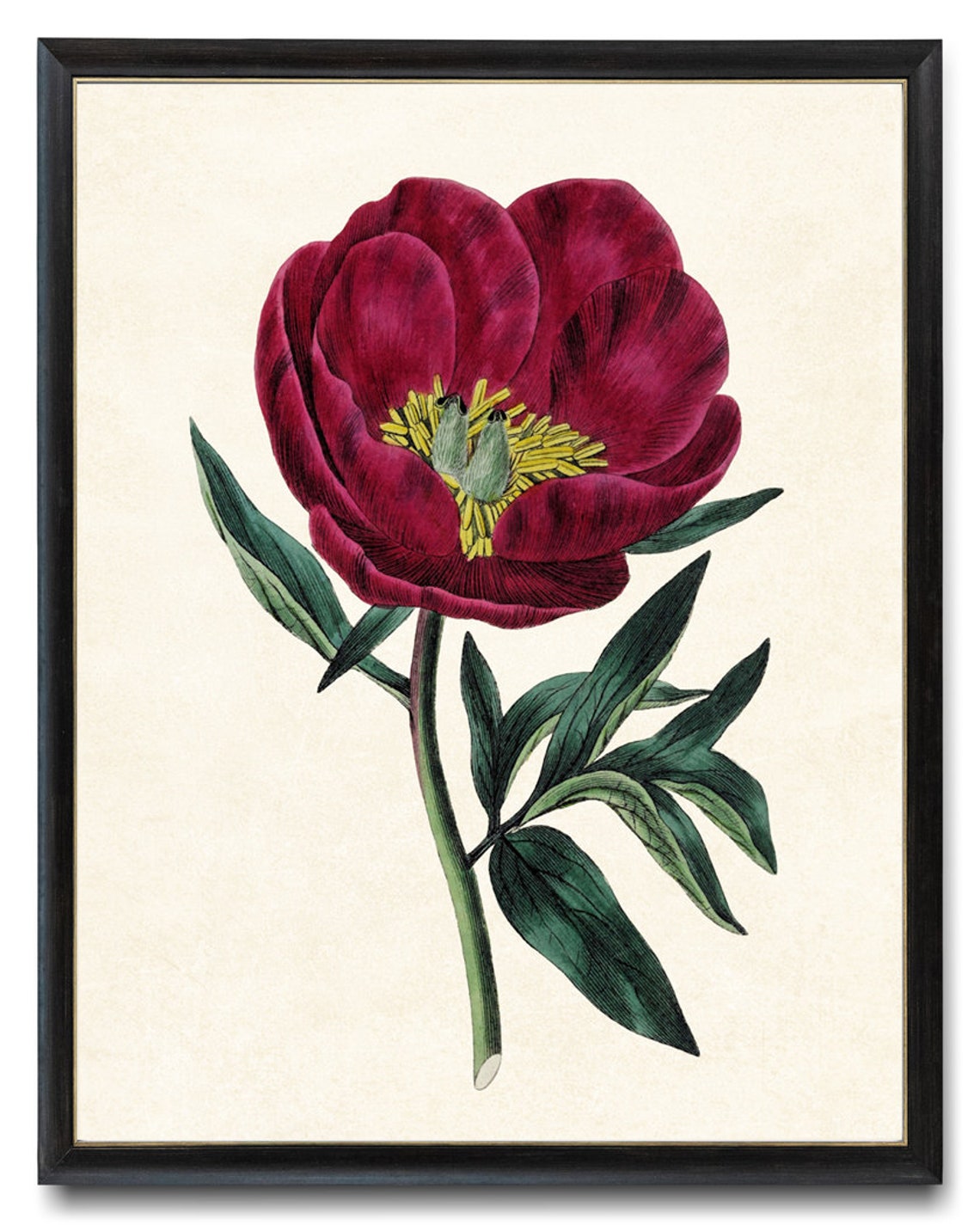 Crimson Peony Bloom Vintage Botanical Illustration Art Poster