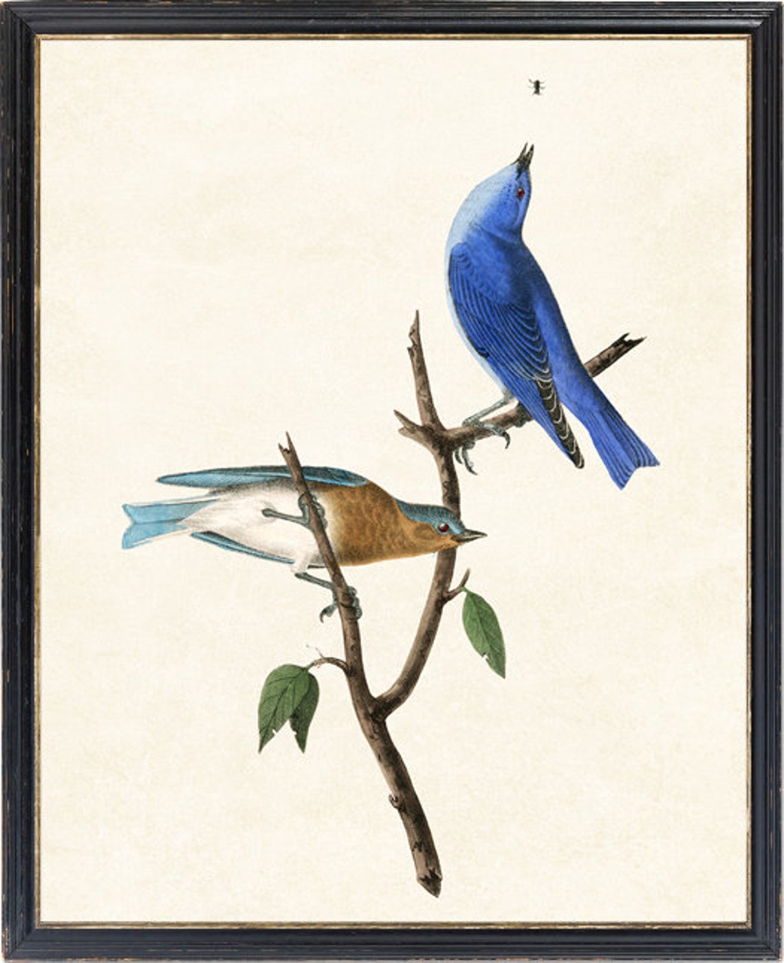 Two Bluebirds On Bare Branch Vintage Natural History Art Poster - Image 4