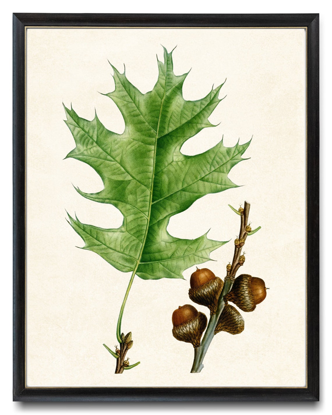 Red Oak Leaf and Acorns Vintage Botanical Illustration Poster - Image 2
