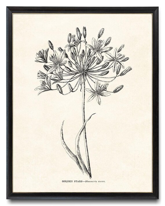 Golden Stars Bloomeria Aurea Vintage Botanical Line Drawing Poster