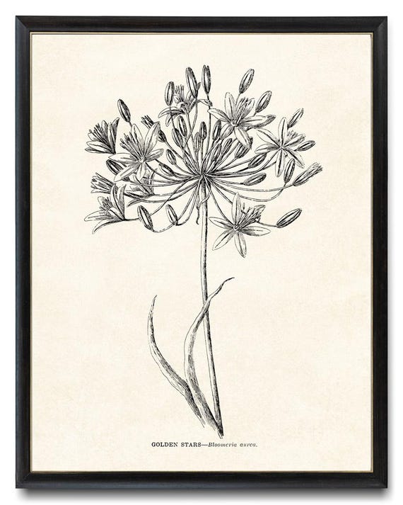 Golden Stars Print Vintage Line Art Drawing California Wildflower Illustration Botanical Wall Art Instant