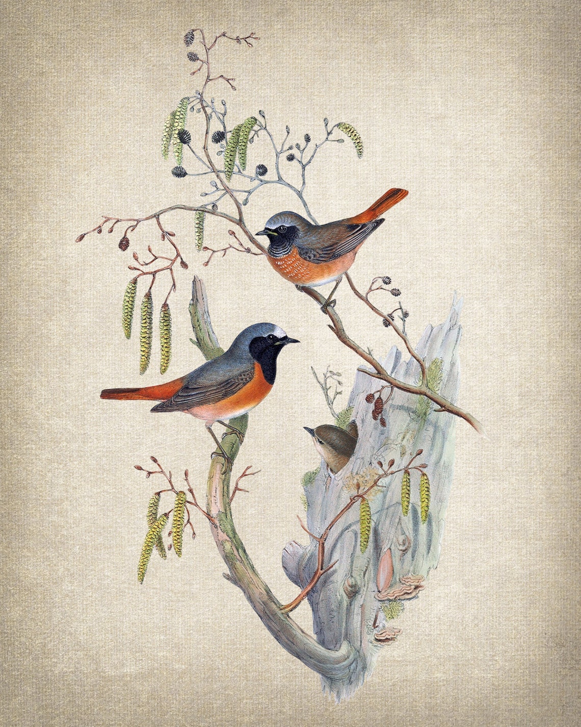 Common Redstart Bird Pair Classic Antique Ornithological Poster - Image 2
