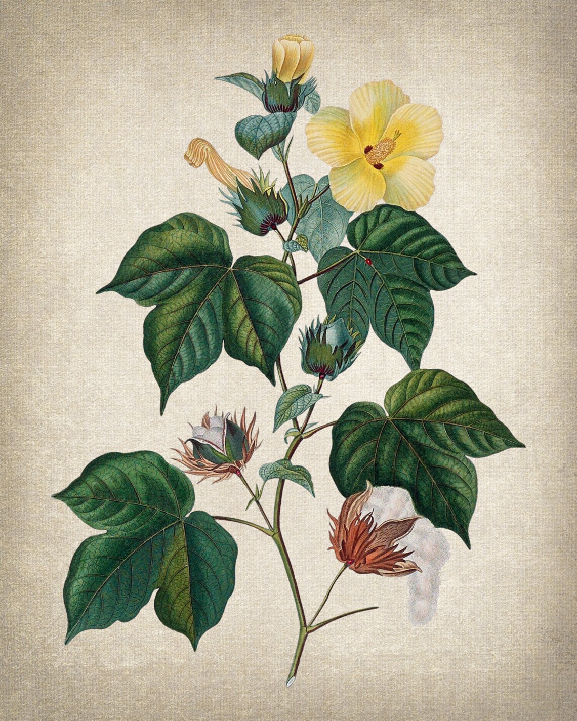 Cotton Plant Vintage Illustration Botanical Art Print - Image 2