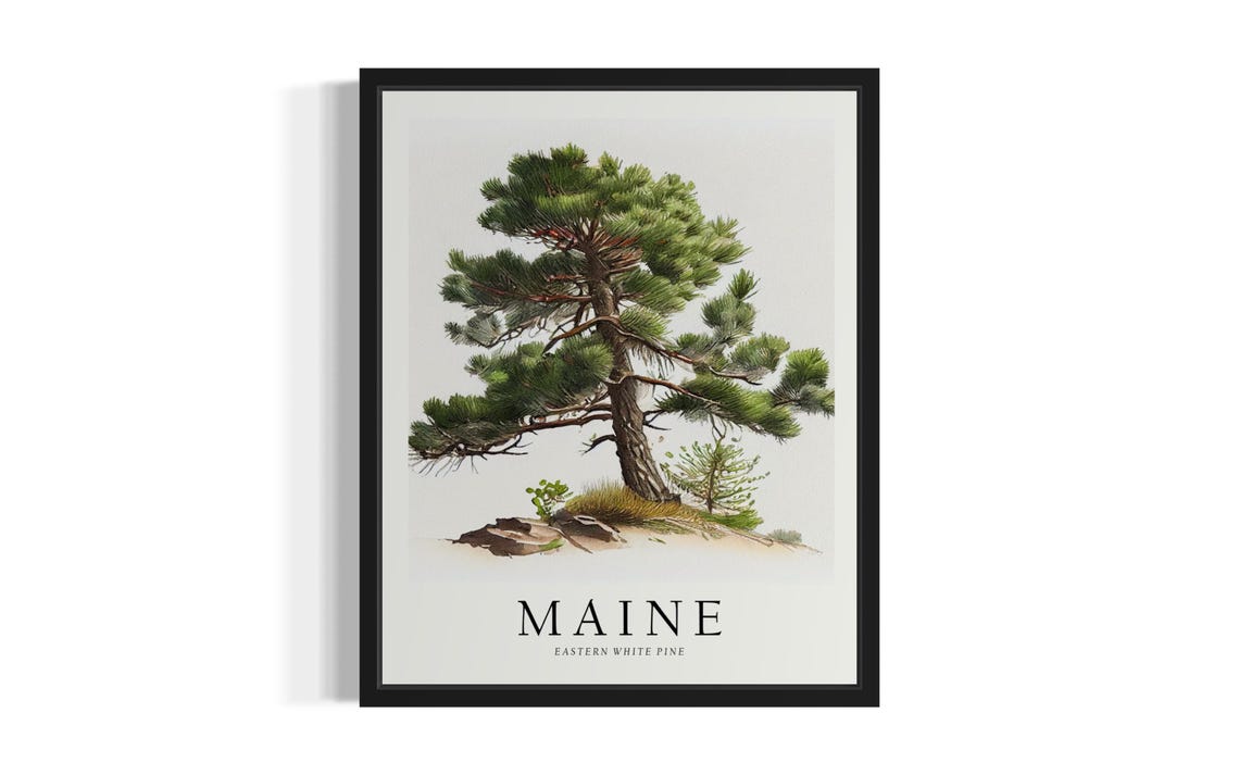 Maine Eastern White Pine Tree Botanical Illustration Style Poster