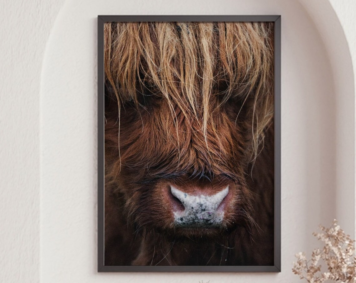 Highland Cow Shaggy Face Close Up Rustic Farmhouse Animal Photo Print