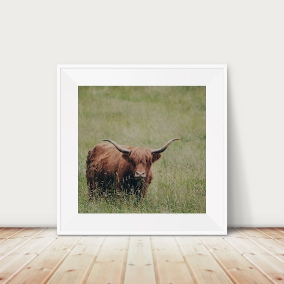 Highland Cow Print Scottish Highlands Animal Photograph Nursery Decor