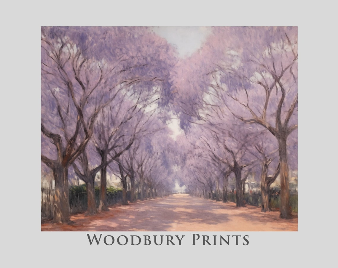 Jacaranda Trees In Purple Bloom Lining A Sunlit Street Poster