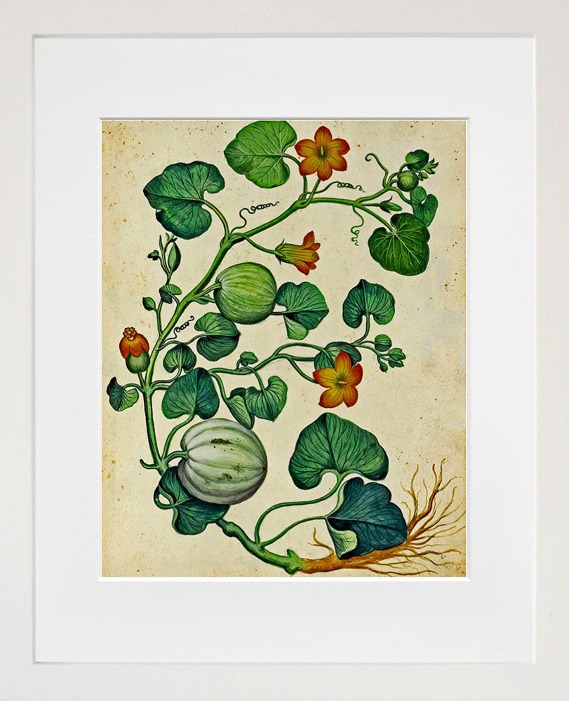 Nymphaea Lutea Vintage Botanical Water Lily Illustration Art Print - Image 2