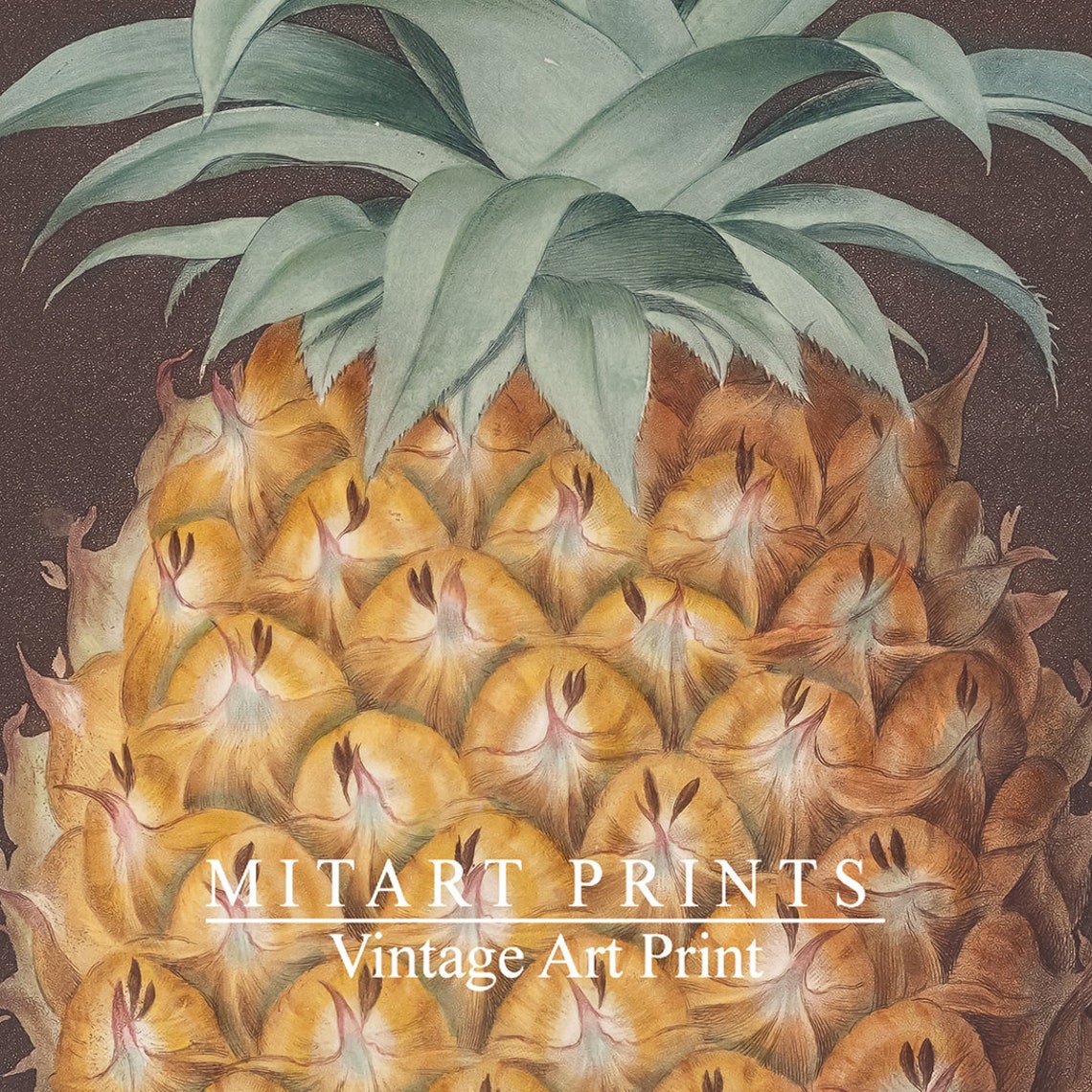 Antique Pineapple Botanical Still Life Moody Dark Background Poster - Image 4