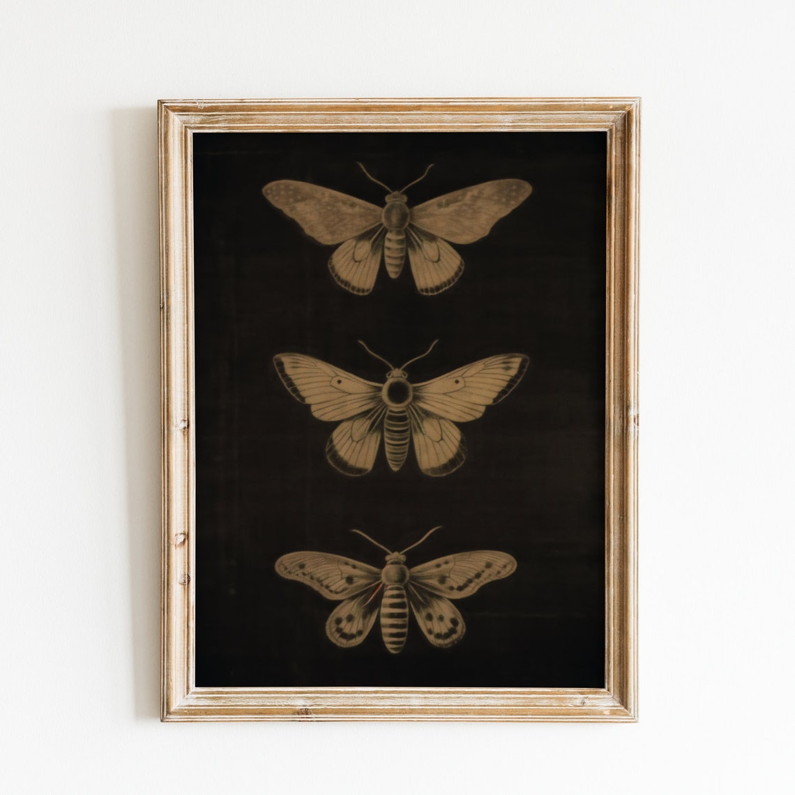 Vintage Moth Illustrations on Black Sepia Entomology Art Poster