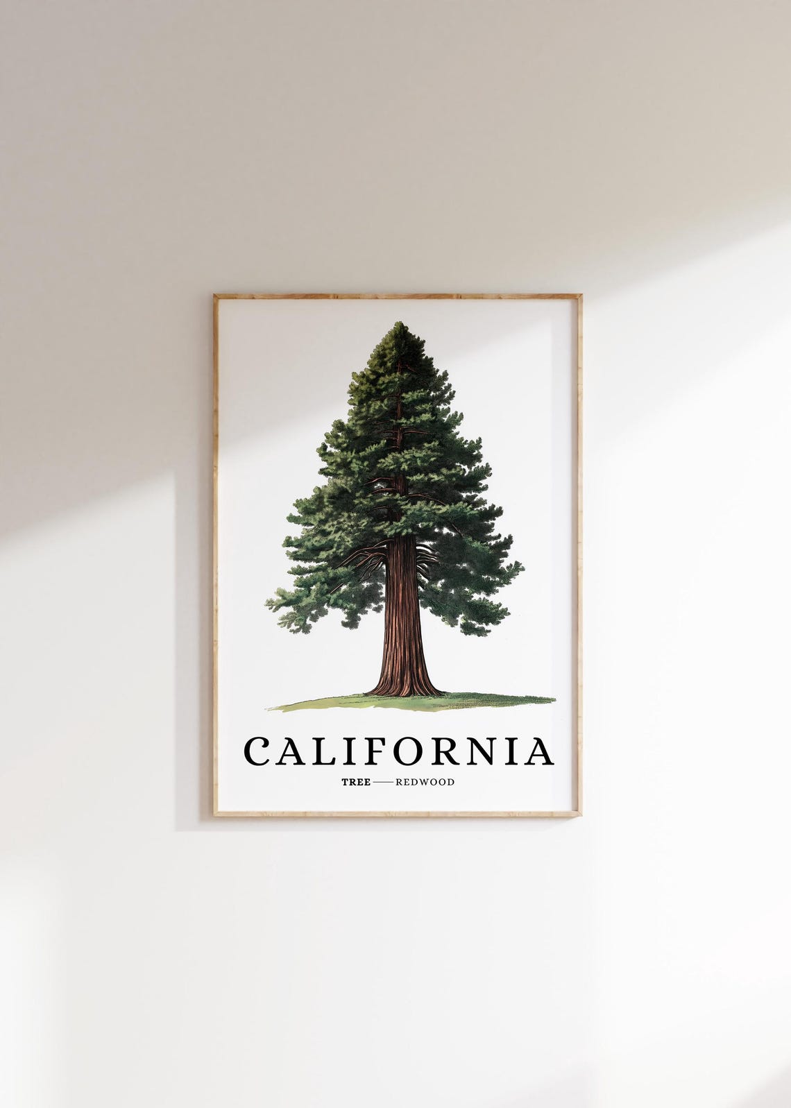 California Redwood Tree Botanical Minimalist State Symbol Poster