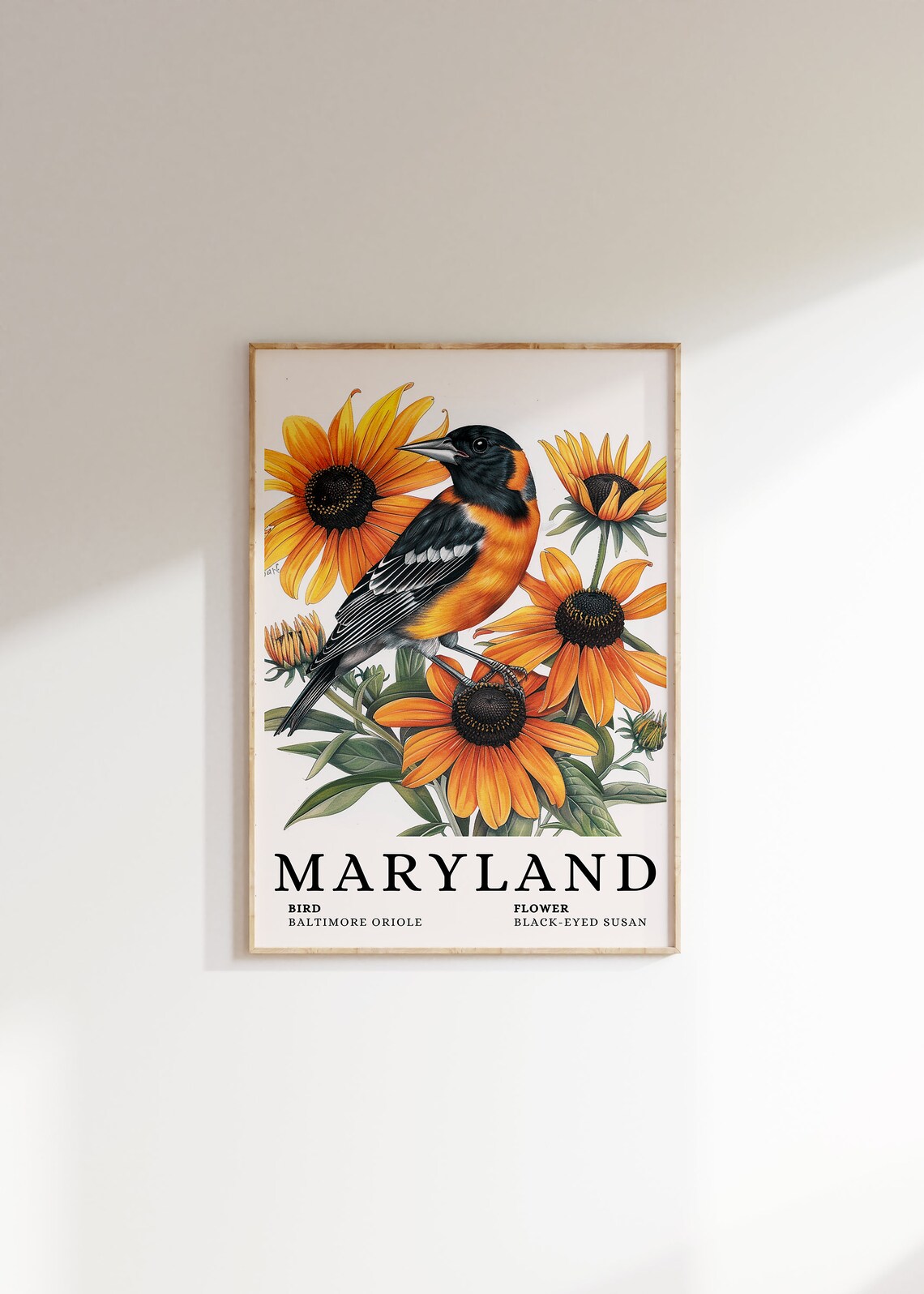 Maryland Baltimore Oriole And Black Eyed Susan Botanical Art Print