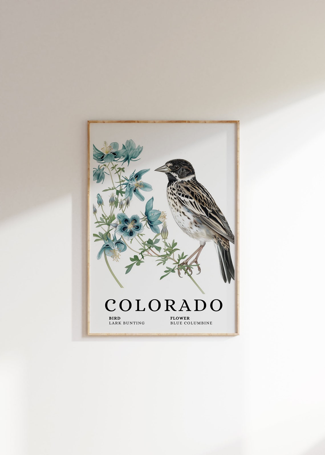 Colorado Lark Bunting Blue Columbine Bird and Flower Art Print