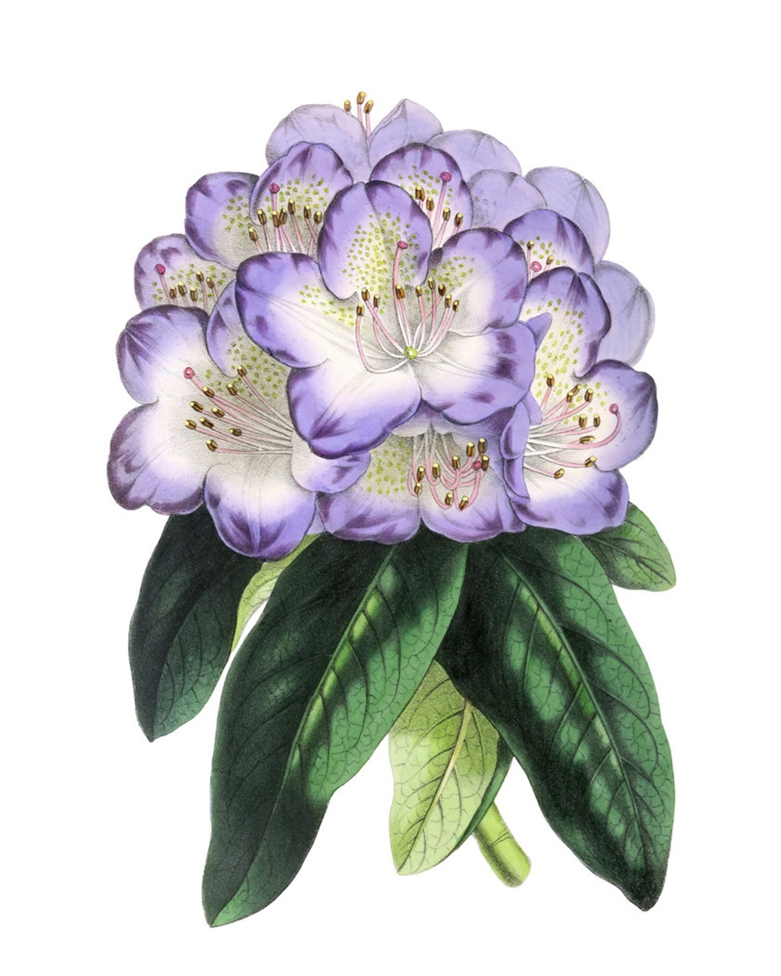Purple Rhododendron Flower Cluster Antique Botanical Study Poster - Image 2