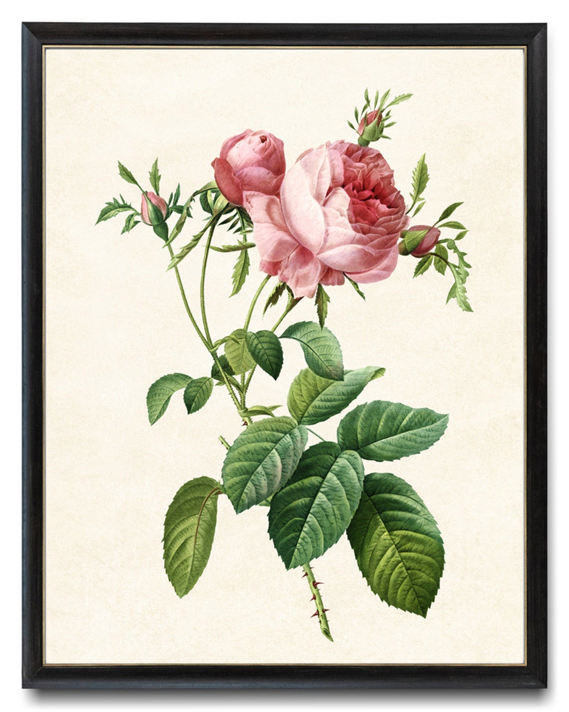 Pink Cabbage Rose and Buds Vintage Botanical Illustration Poster