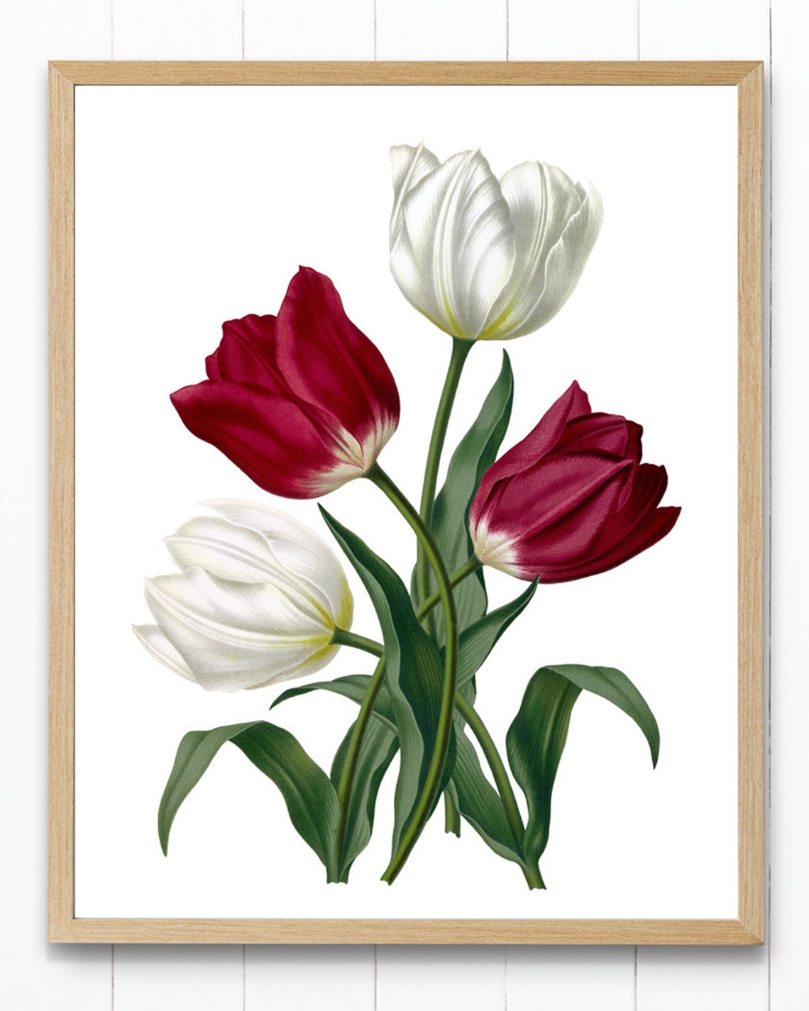 Red And White Tulips Vintage Botanical Flower Illustration Poster - Image 4