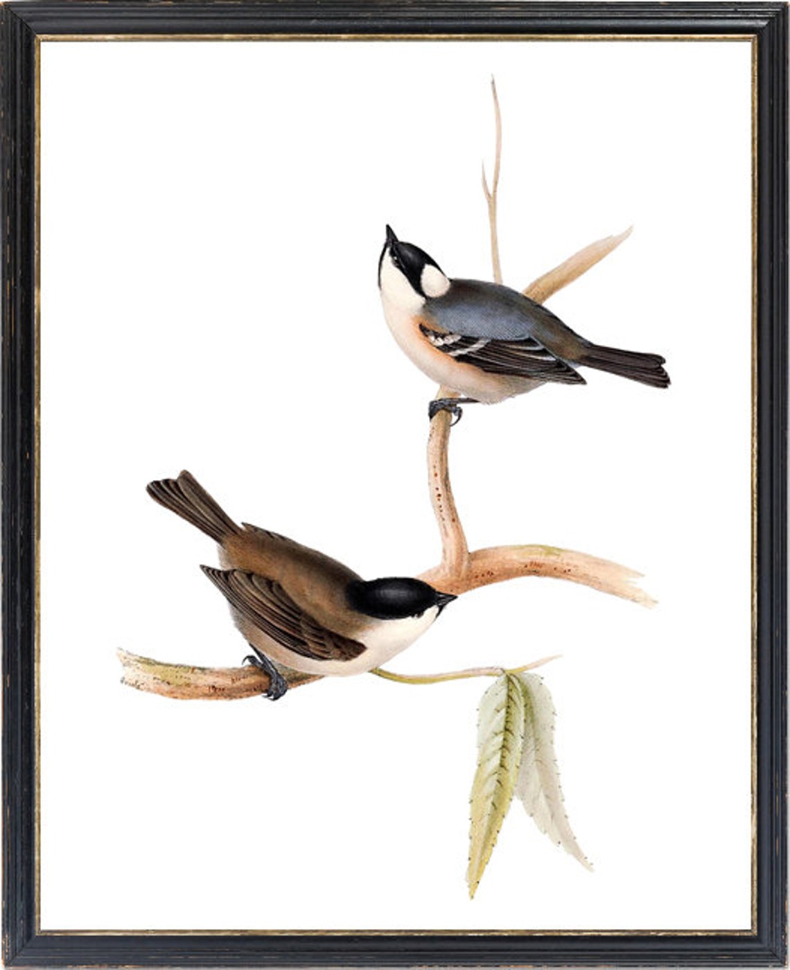 Tit Bird Pair On Branch Vintage Natural History Songbird Poster - Image 3
