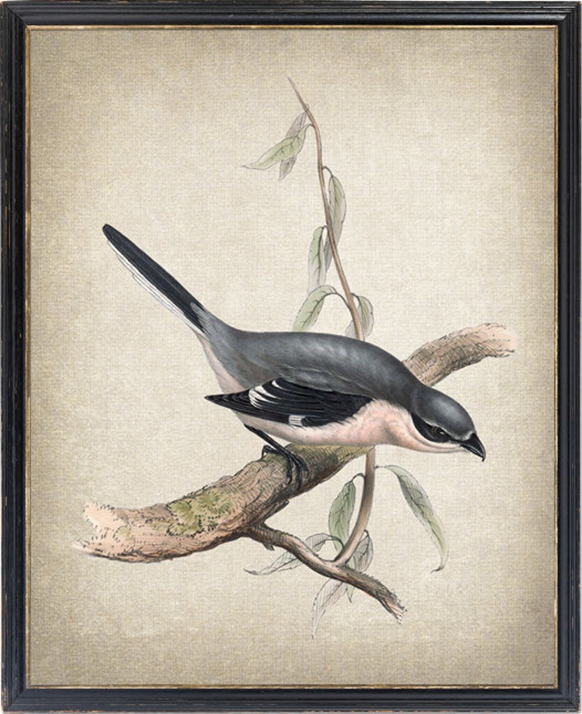 Grey Shrike Perched on Branch Vintage Bird Illustration Print