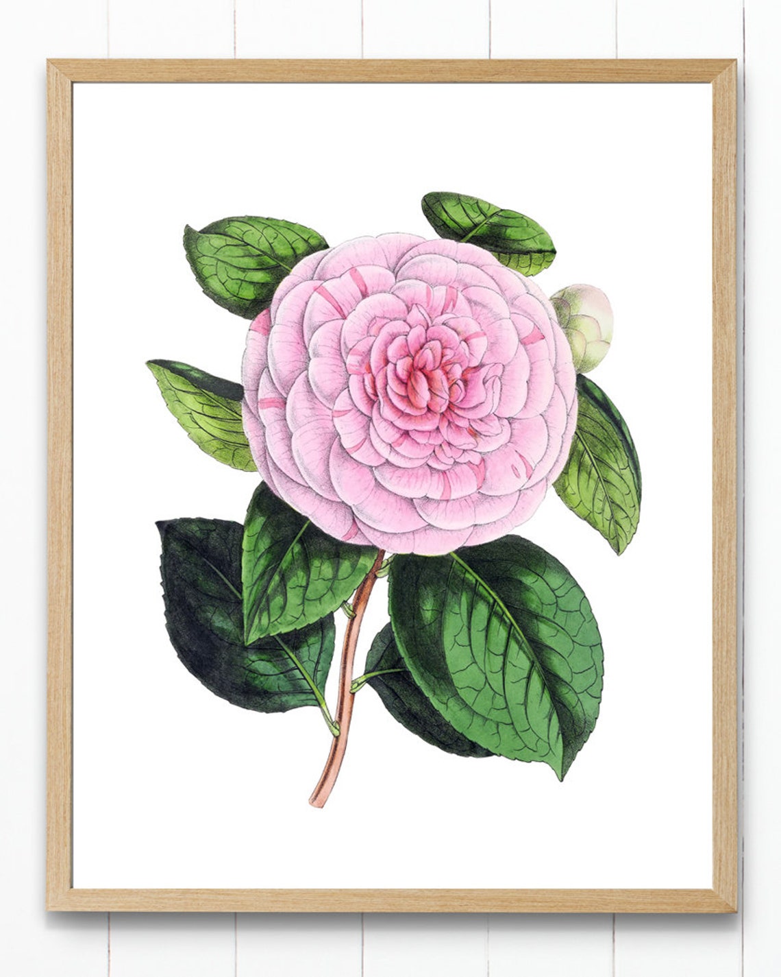 Pink Camellia Blossom with Green Leaves Vintage Botanical Study Poster - Image 4