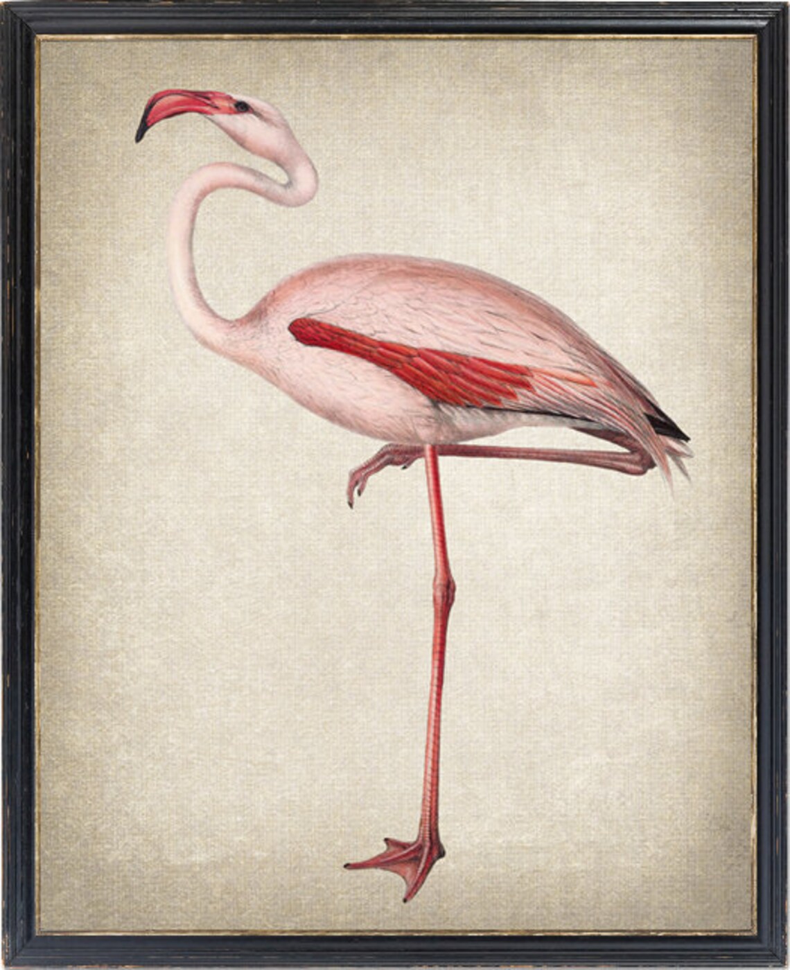 Common Flamingo Vintage Illustration Art Print