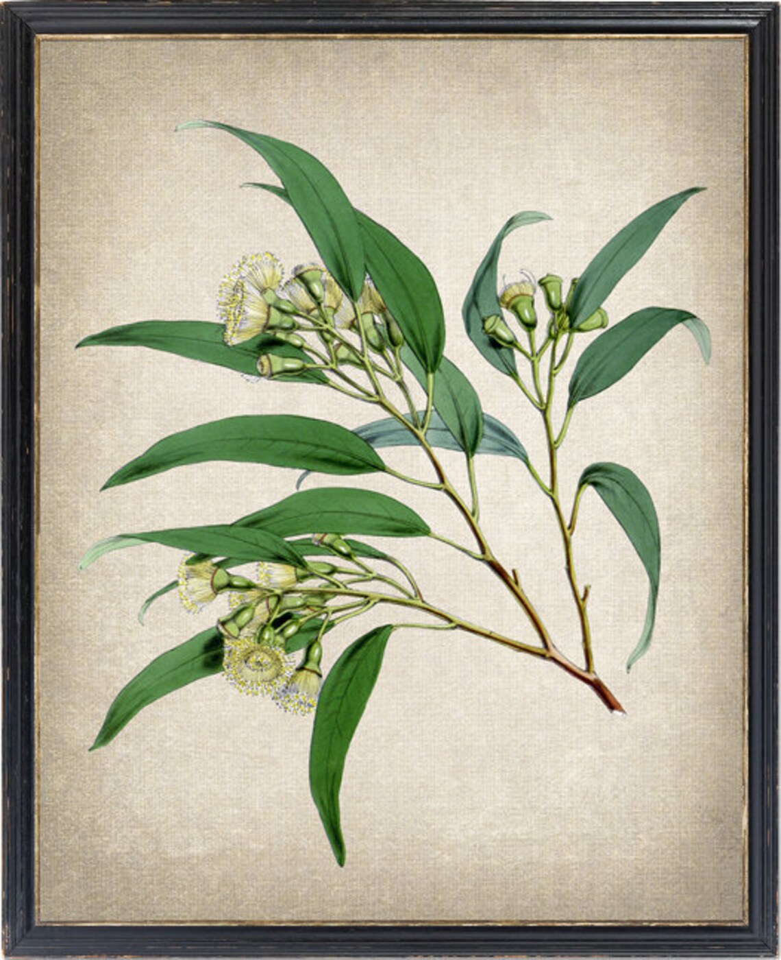 Eucalyptus Botanical Vintage Illustration Art Print