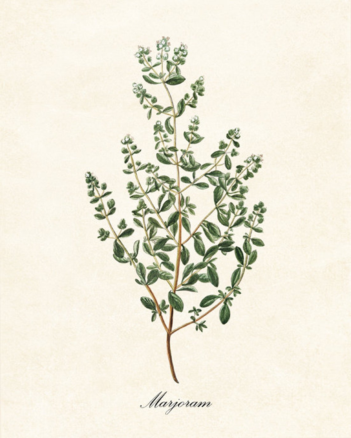 Marjoram Herb Antique Botanical Kitchen Illustration Study Poster - Image 2