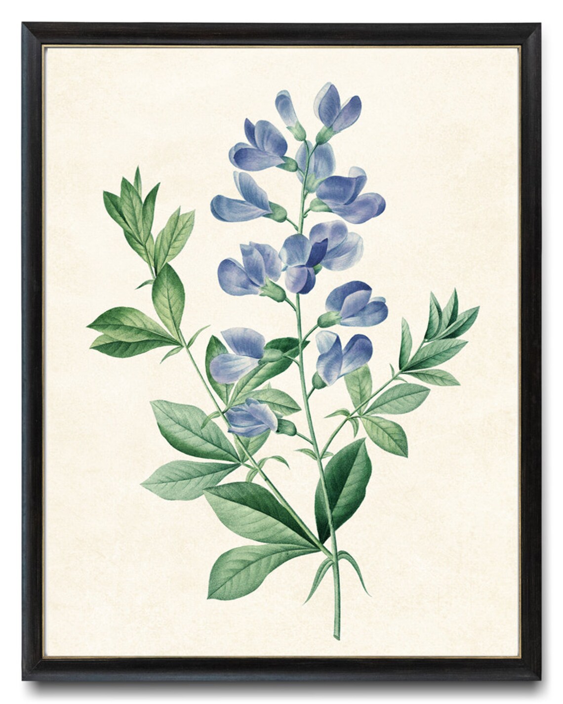 Blue Wild Indigo by P.J. Redoute, Vintage Art Print