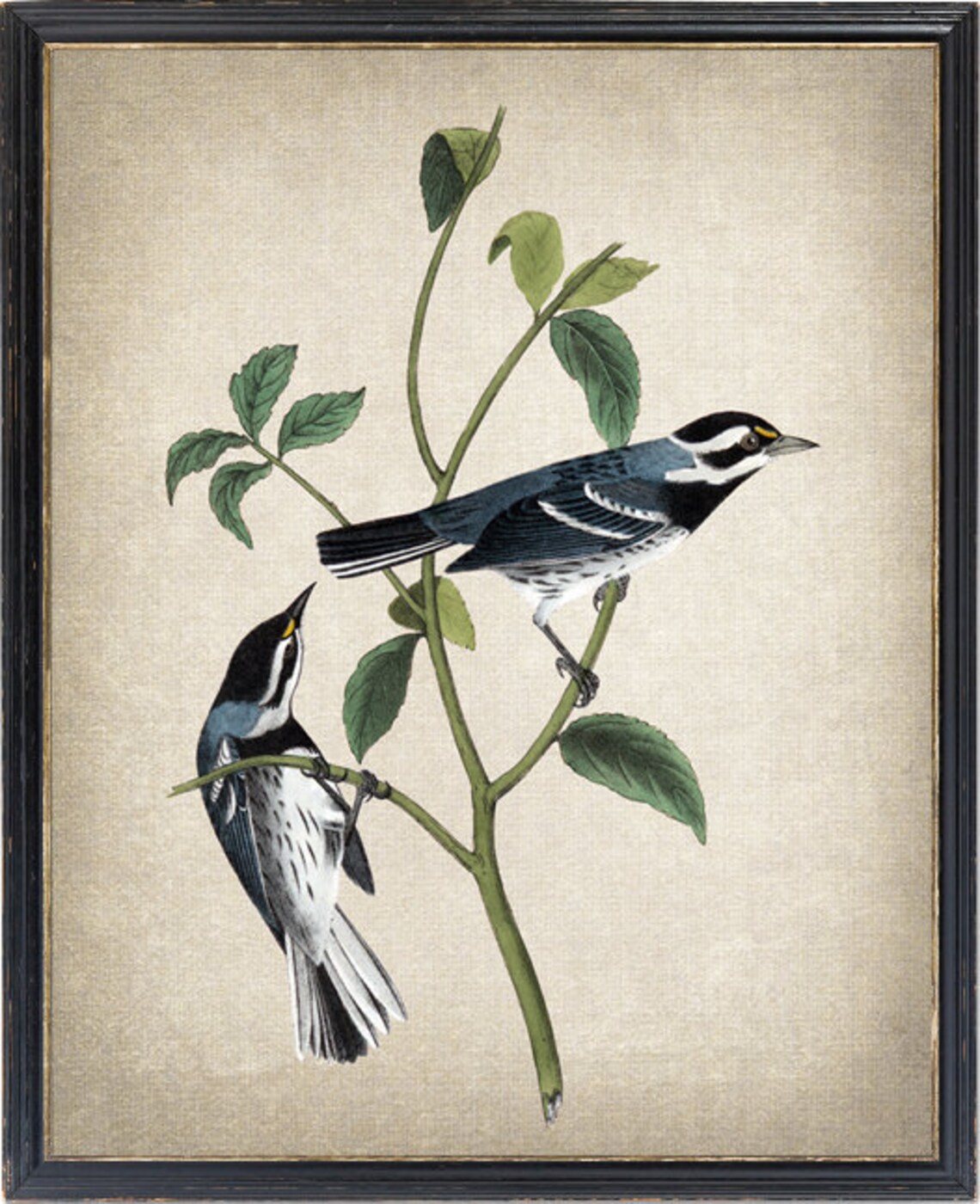 Black Throated Grey Warbler Vintage Illustration Art Print
