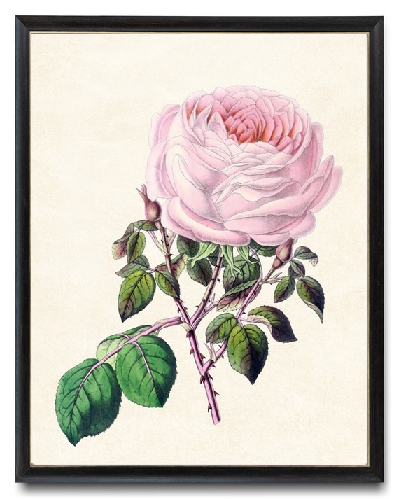 Pink Tea Rose Print Vintage Flower Illustration Rose Botanical Wall Art Instant