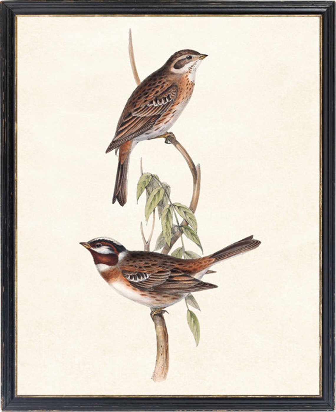 Chestnut and Brown Bunting Pair on Branch Vintage Bird Art Print - Image 4