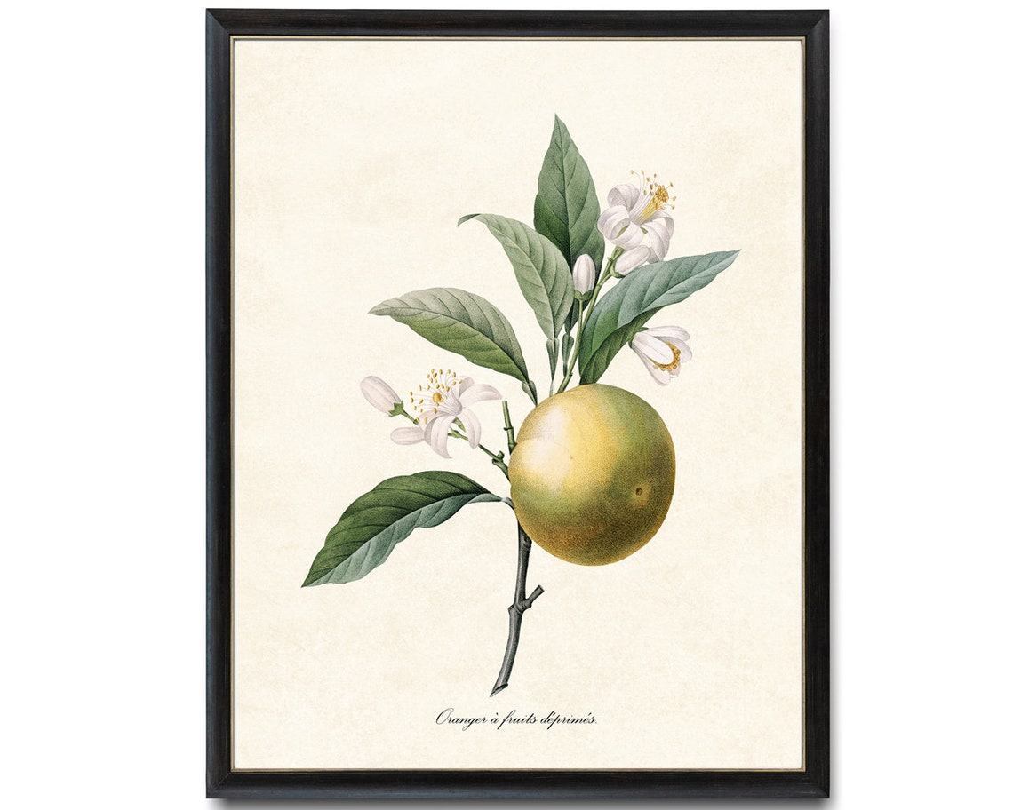 Orange Botanical Pj Redoute Art Oranger Antique Illustration Citrus Fruit Print Kitchen Wall Art - Image 4