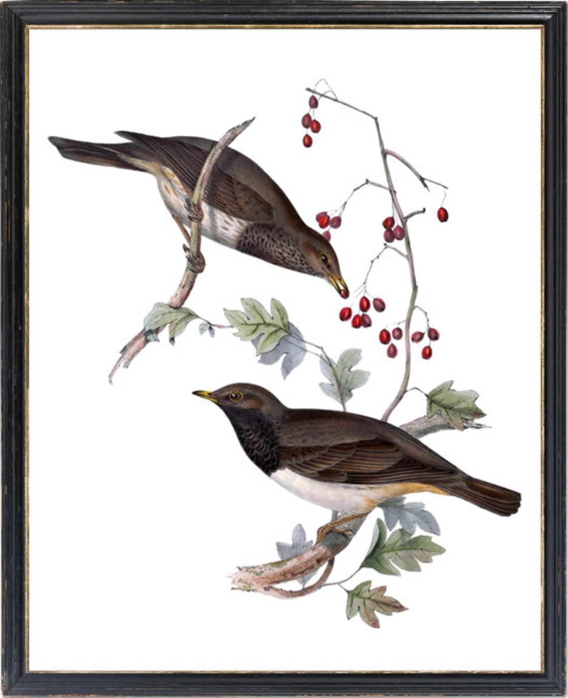 Vintage Songbird Pair Red Berries Antique Bird Illustration Poster - Image 3