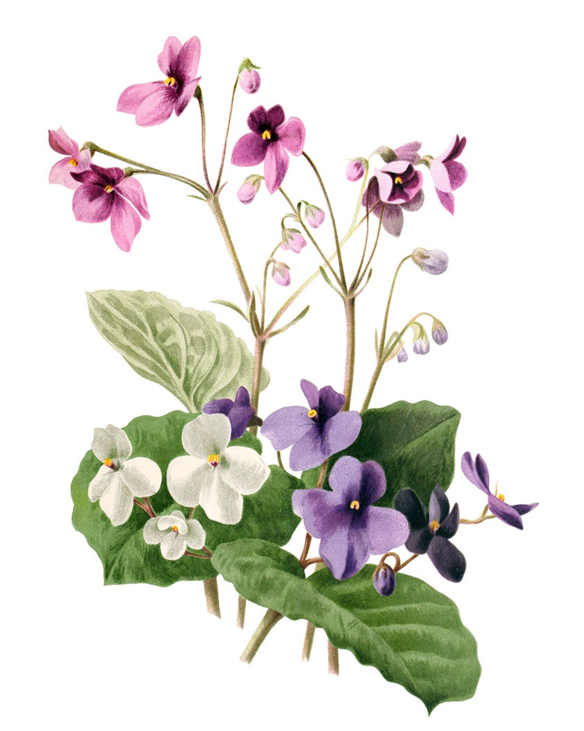 African Violets Purple White Vintage Botanical Flower Poster - Image 2