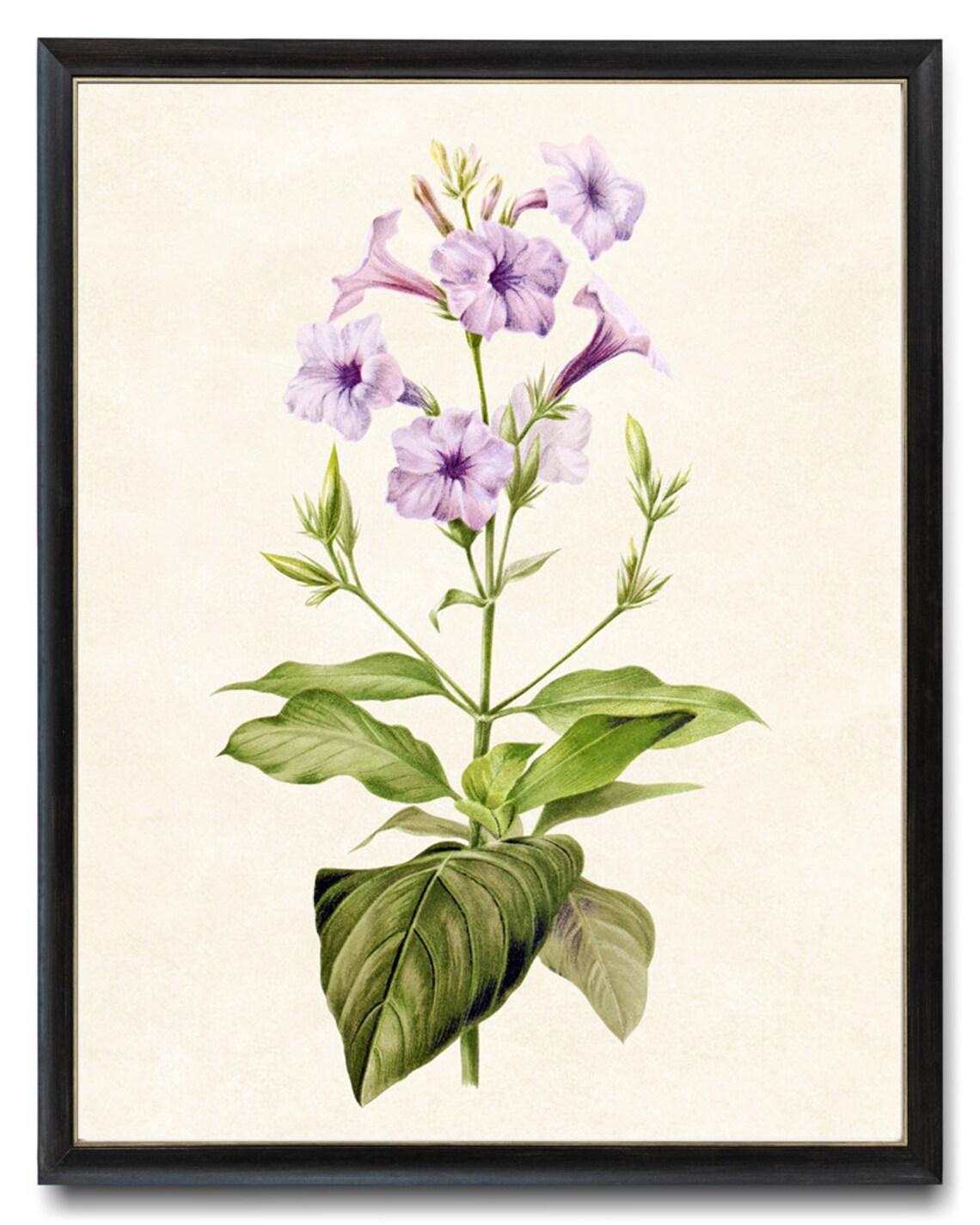 Wild Petunia Vintage Flower Illustration Art Print