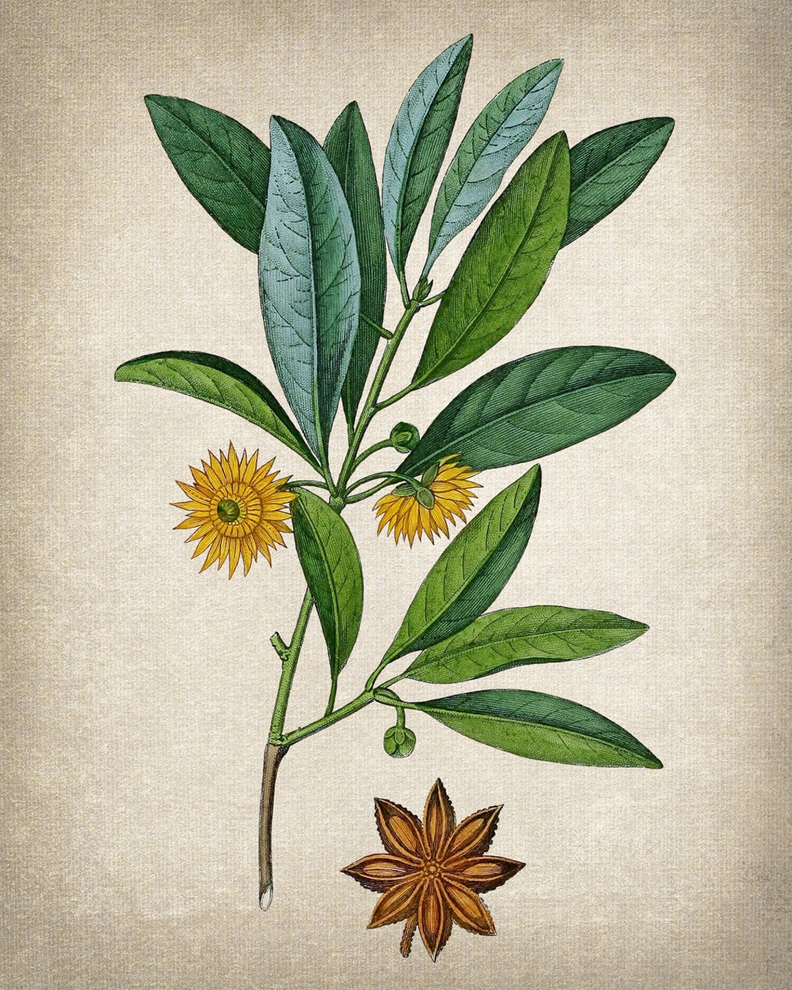 Star Anise Blossom and Seed Pod Antique Botanical Illustration Poster - Image 2