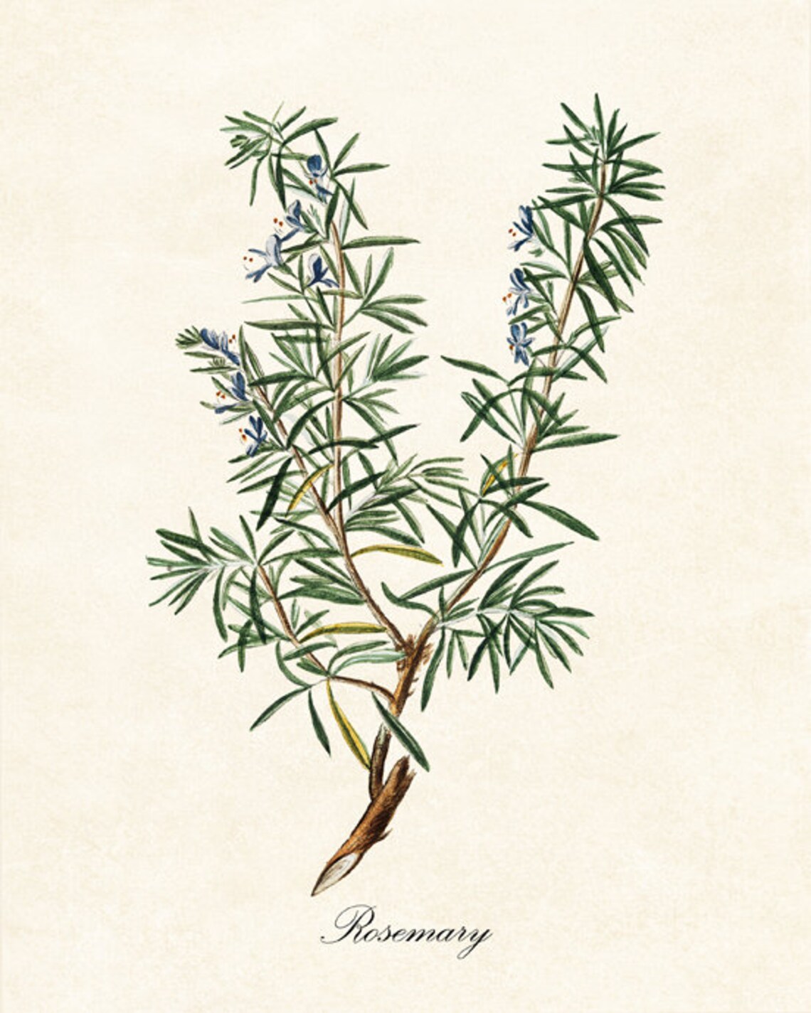 Rosemary Herb Botanical Kitchen Art Print - Image 2