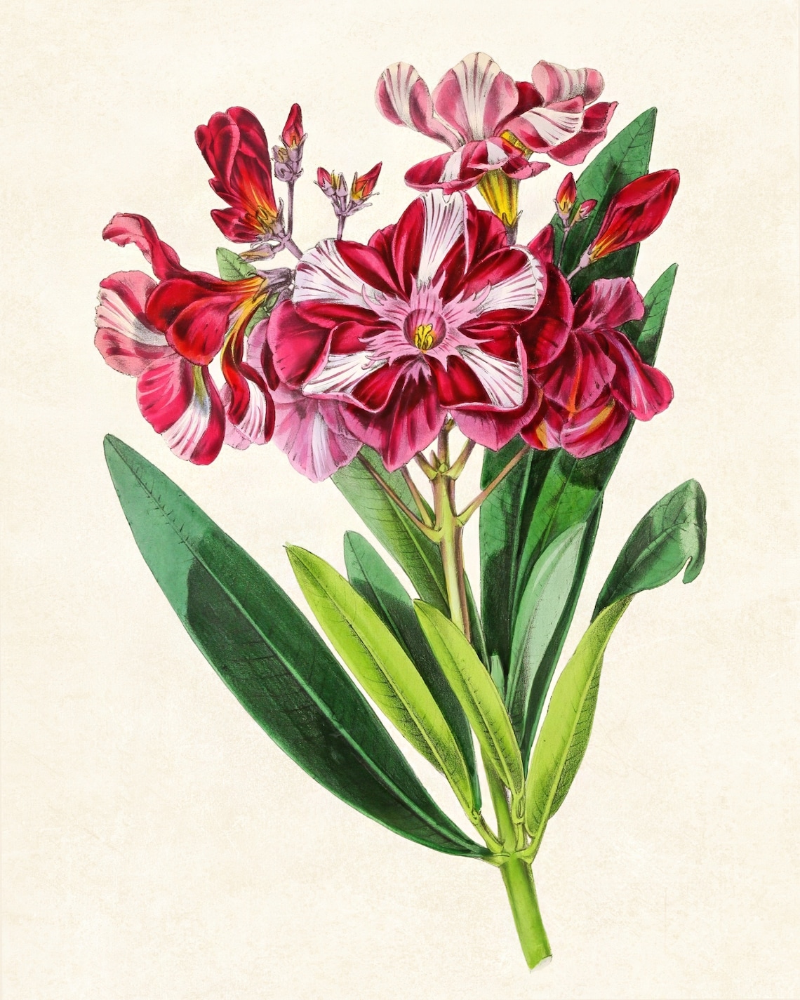 Striped Oleander Vintage Botanical Art Print - Image 4