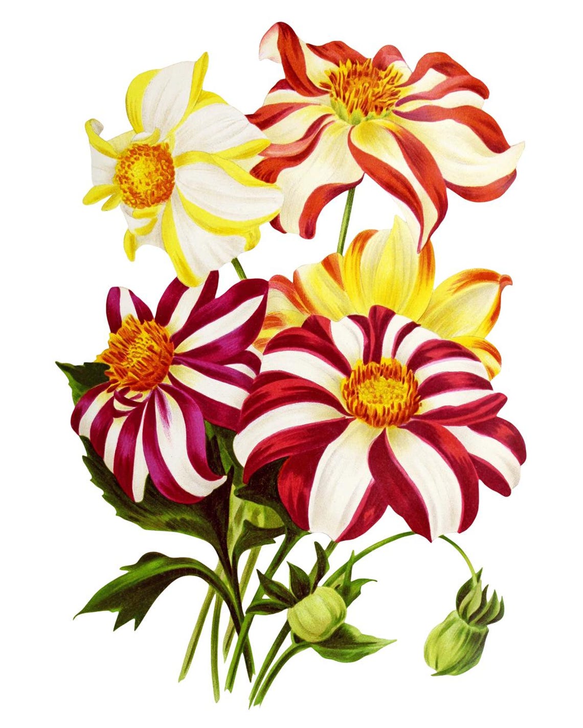 Parisien Dahlia Striped Red White Blooms Vintage Floral Art Poster - Image 2