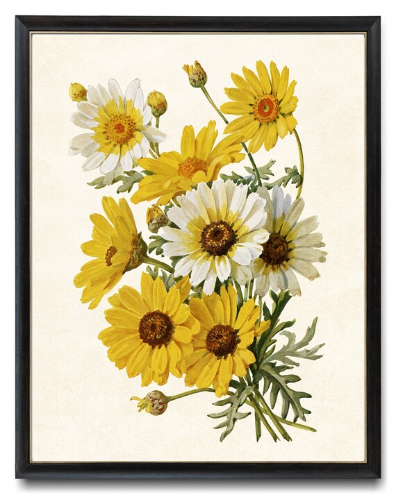 Corn Marigold Autumn Flowers Vintage Botanical Watercolor Art Poster