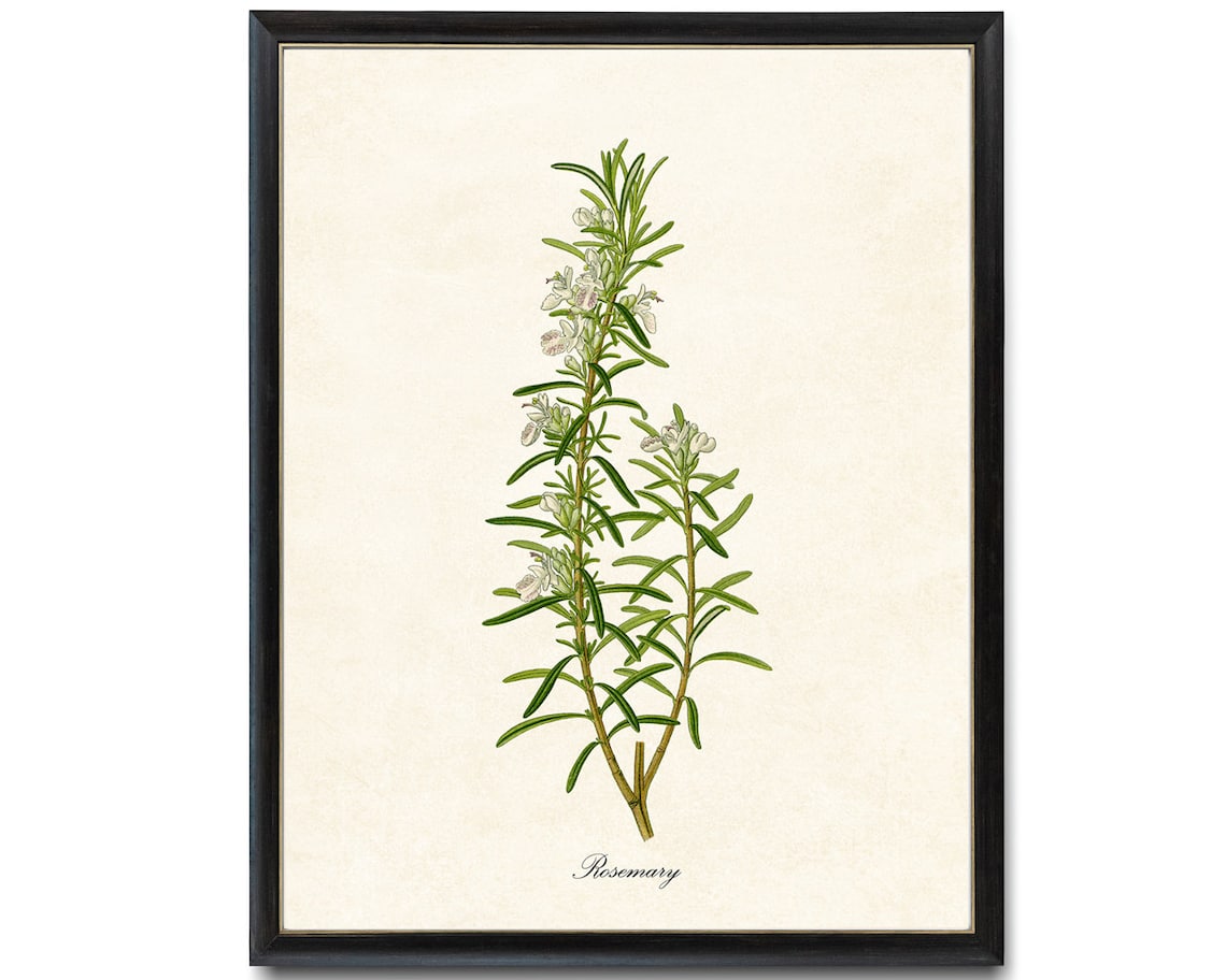 Rosemary Flowering Herb Vintage Botanical Art Print