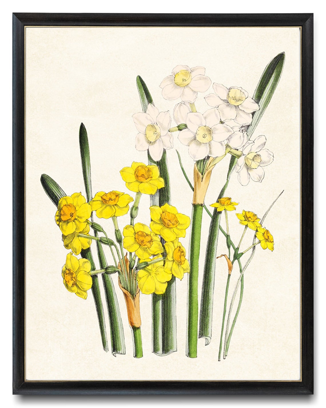 White and Yellow Daffodil Narcissus Flowers Vintage Botanical Poster