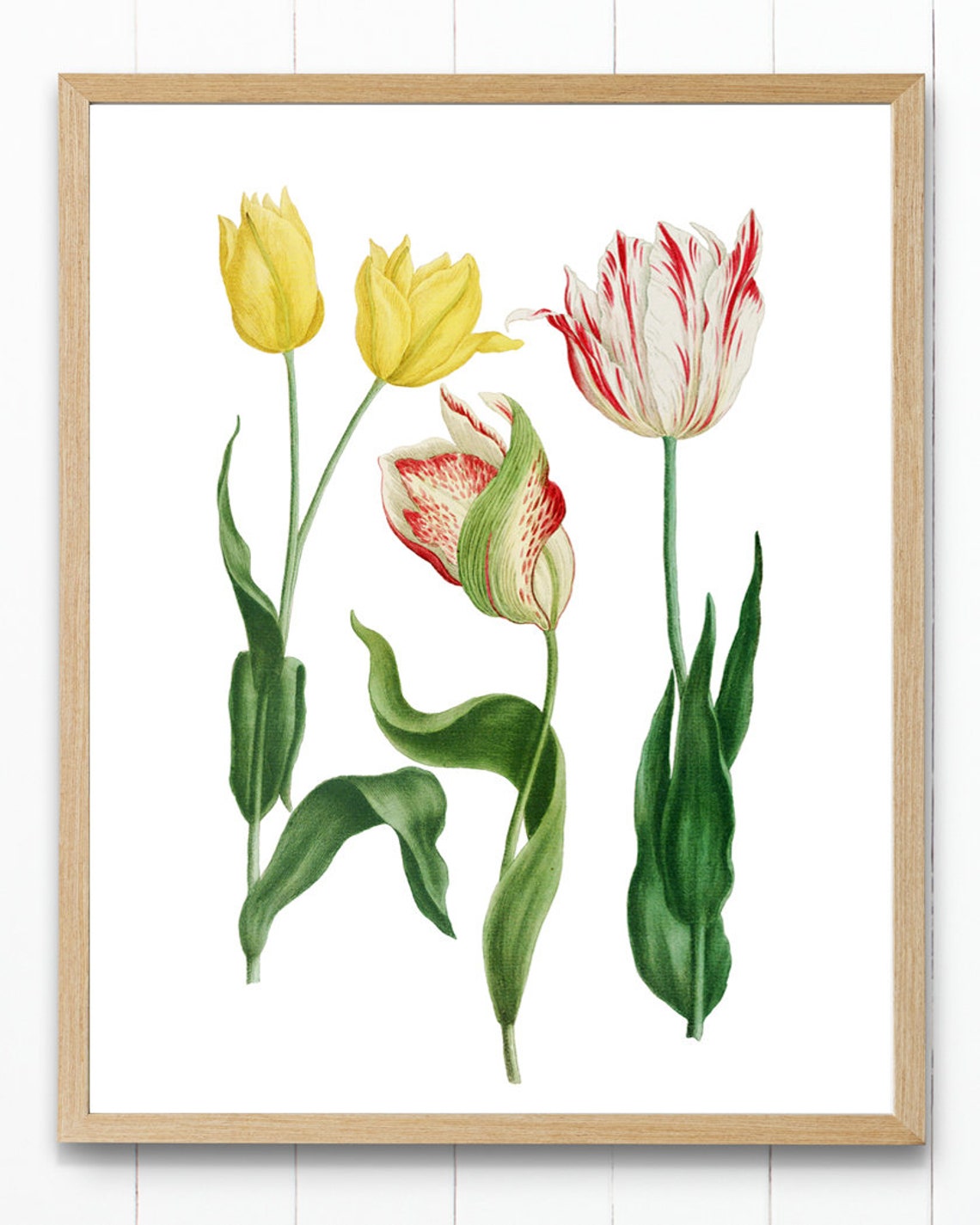 Yellow and Striped Tulips Antique Botanical Flower Study Poster - Image 2