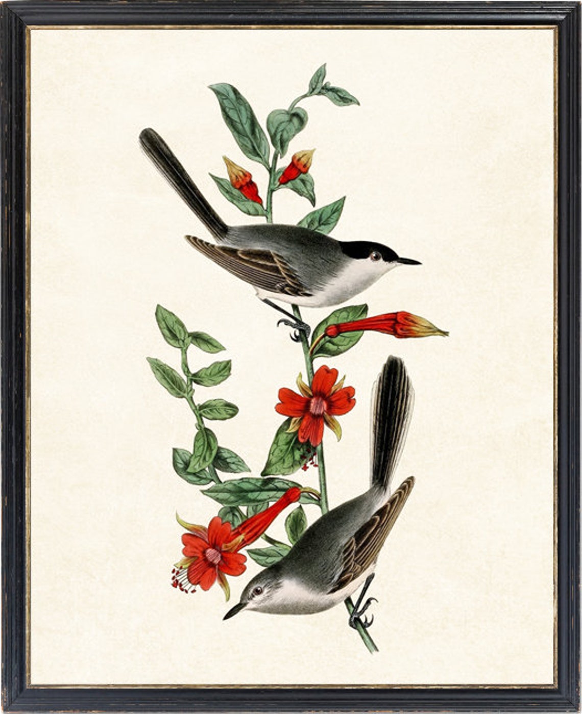 Black-Headed Gnatcatchers on Flowering Branch Vintage Bird Poster - Image 4