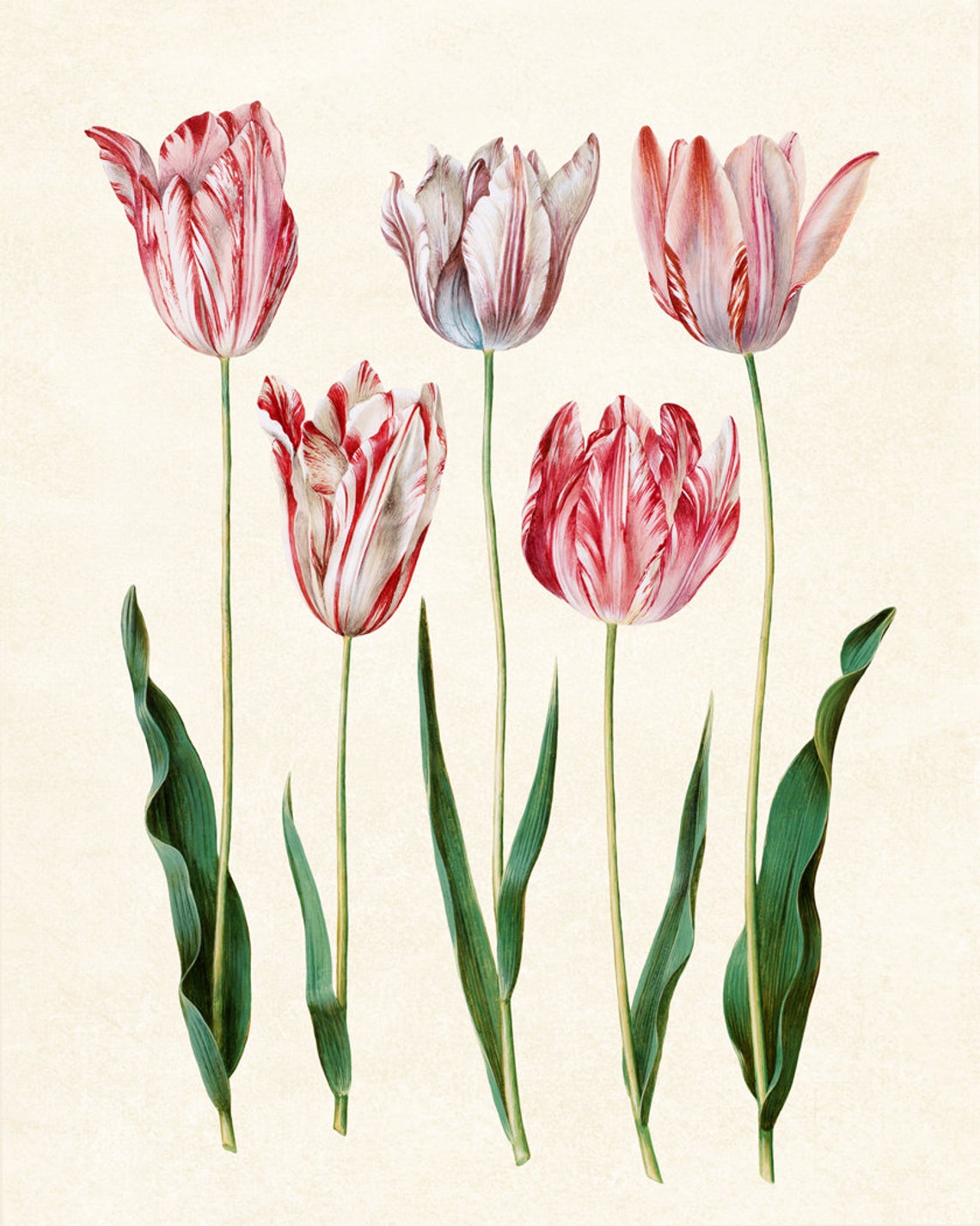 Red and White Striped Tulips Vintage Botanical Flower Poster - Image 3
