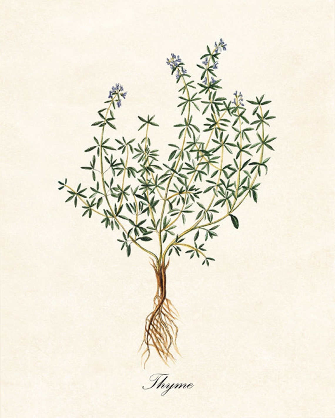 Thyme Herb Antique Botanical Kitchen Garden Illustration Poster - Image 2