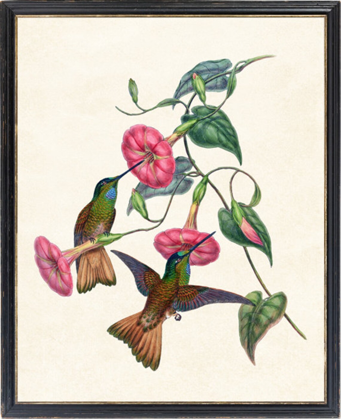 Buff Tailed Star Frontlet Hummingbird Vintage Art Print - Image 2