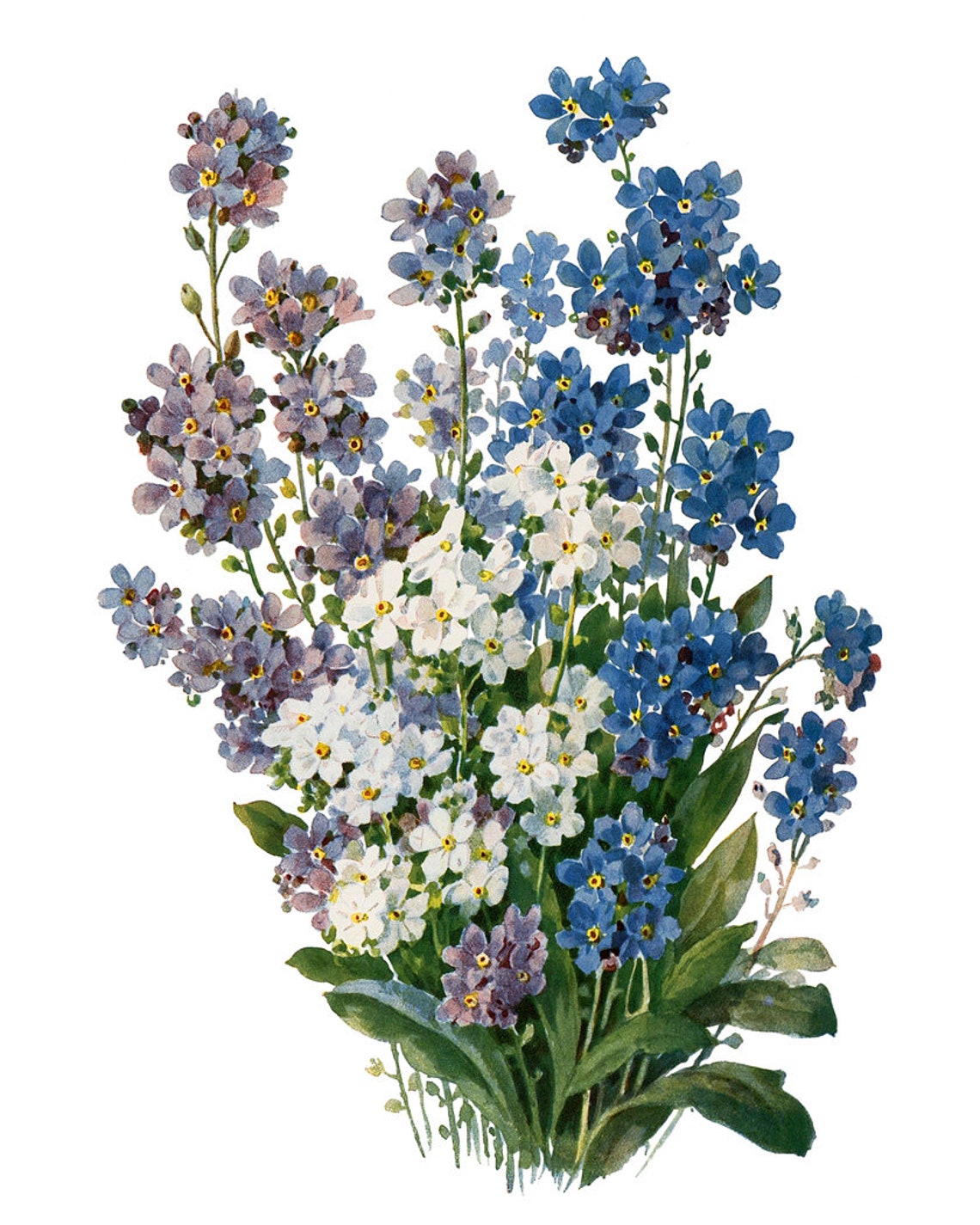 Forget-Me-Nots in Blue and White Vintage Floral Botanical Poster - Image 2